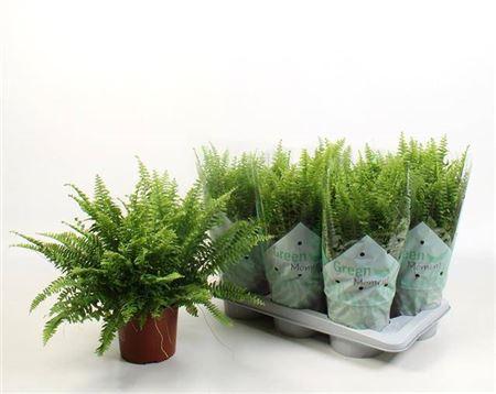 Горшечные цветы и растения оптом Nephr Ex Green Momen от 6шт из Голландии с доставкой по России