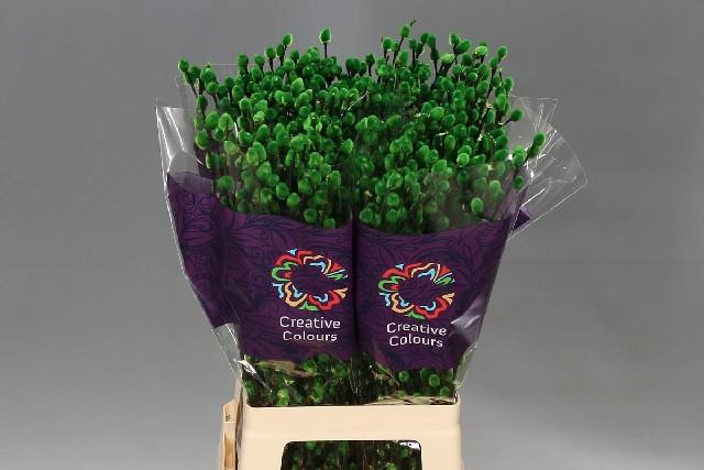 Срезанные цветы оптом Salix paint pussy willow applegreen от 200шт из Голландии с доставкой по России