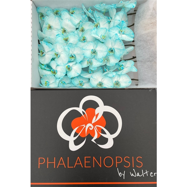 Срезанные цветы оптом Phalaenopsis paint blue light от 5шт из Голландии с доставкой по России