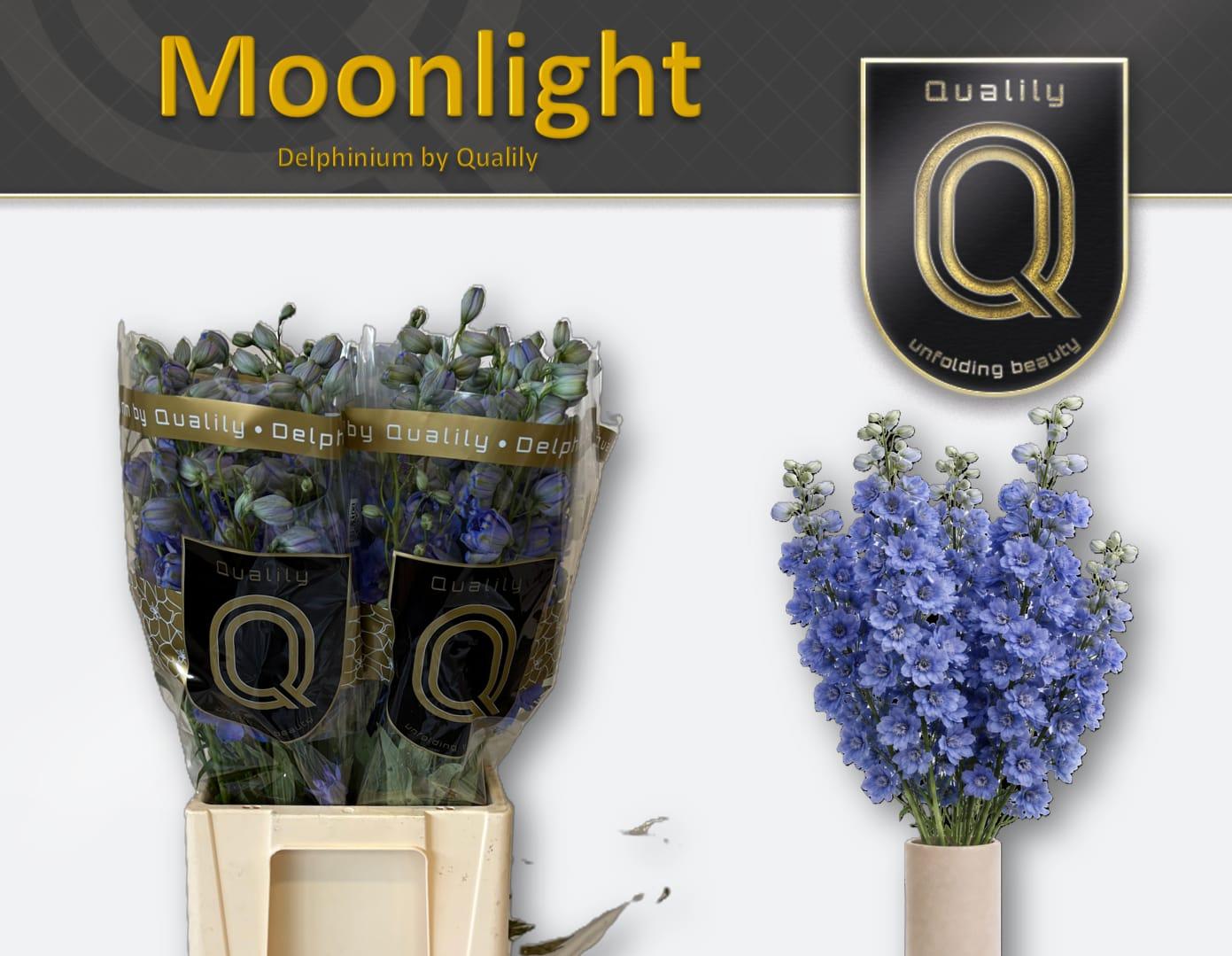 Срезанные цветы оптом Delphinium el du delphis moonlight от 40шт из Голландии с доставкой по России