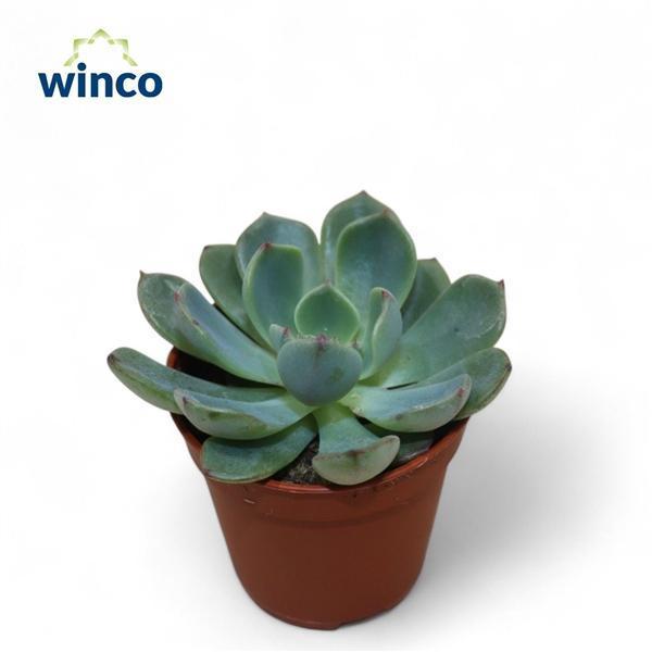 Горшечные цветы и растения оптом Echeveria Sitifukumiama от 20шт (для телеги) из Голландии с доставкой по России