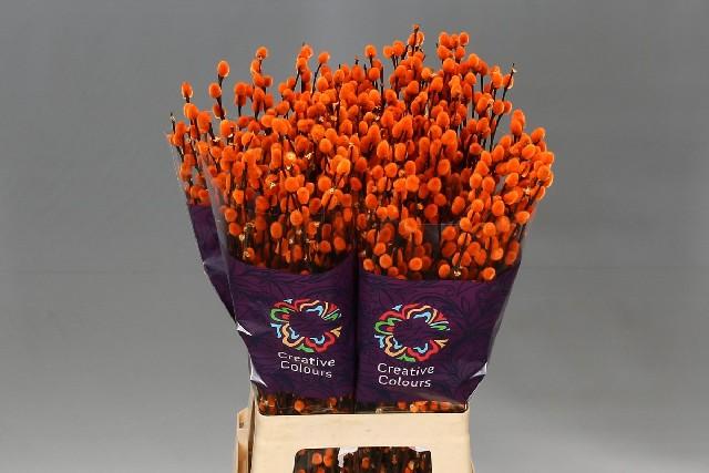 Срезанные цветы оптом Salix paint pussy willow orange от 200шт из Голландии с доставкой по России