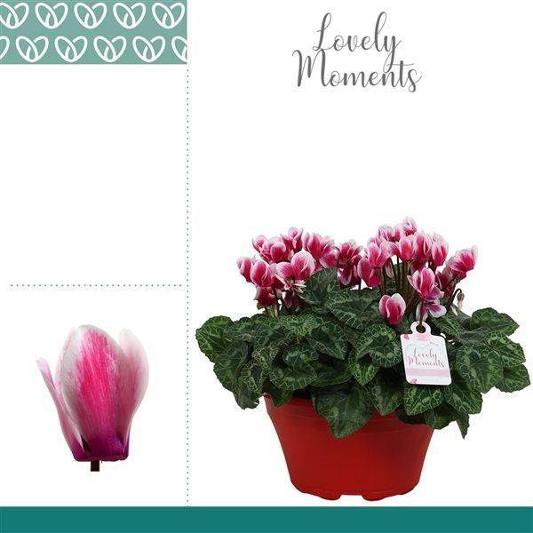 Горшечные цветы и растения оптом Cyclamen Lovely Moments Lila Bowl Ariel от 1шт из Голландии с доставкой по России