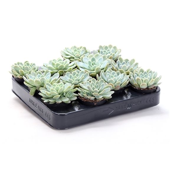 Горшечные цветы и растения оптом Echeveria Elegans от 54шт из Голландии с доставкой по России