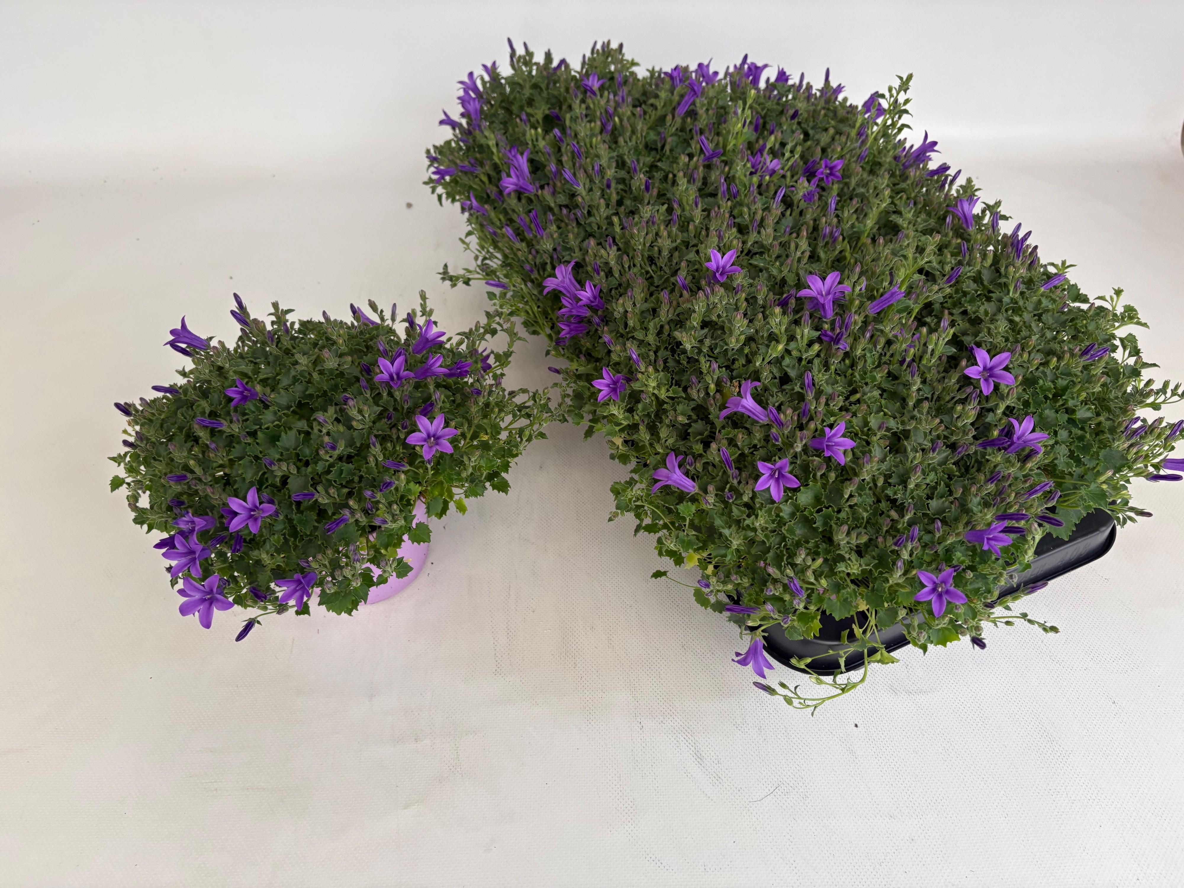 Горшечные цветы и растения оптом Camp Ov от 8шт (для телеги) из Голландии с доставкой по России