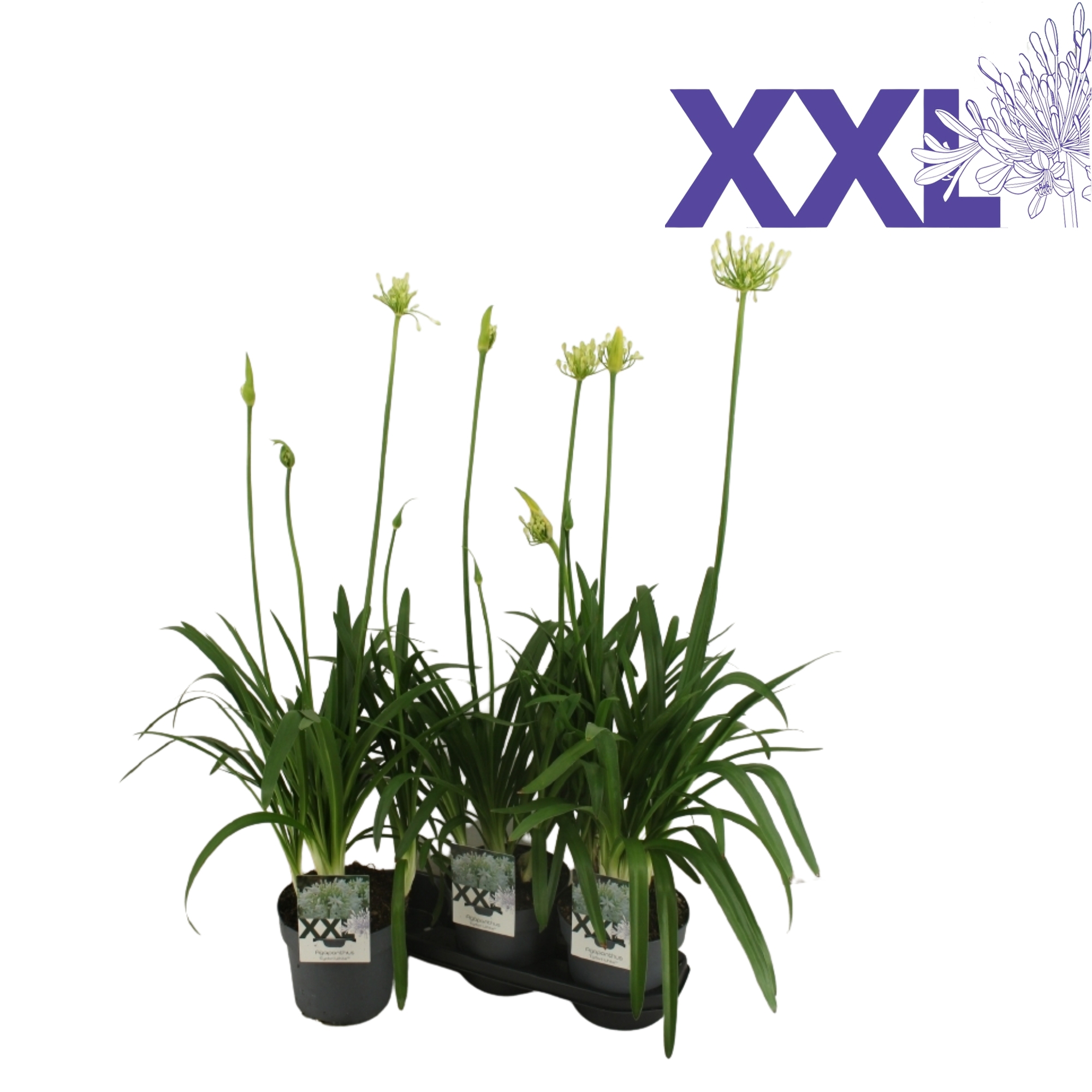 Горшечные цветы и растения оптом Agapanthus 5 St от 3шт из Голландии с доставкой по России