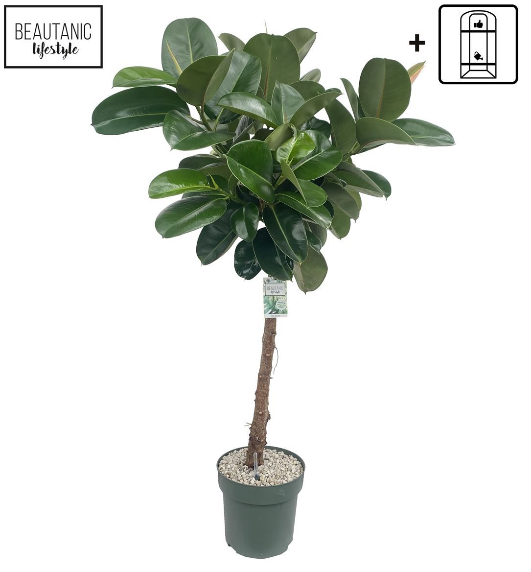 Горшечные цветы и растения оптом Ficus El Makana On Stam Xl + Watermeter от 1шт из Голландии с доставкой по России