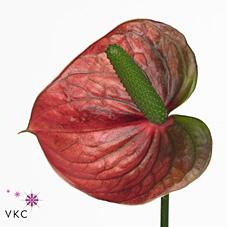 Срезанные цветы оптом Anthurium violet heart от 60шт из Голландии с доставкой по России
