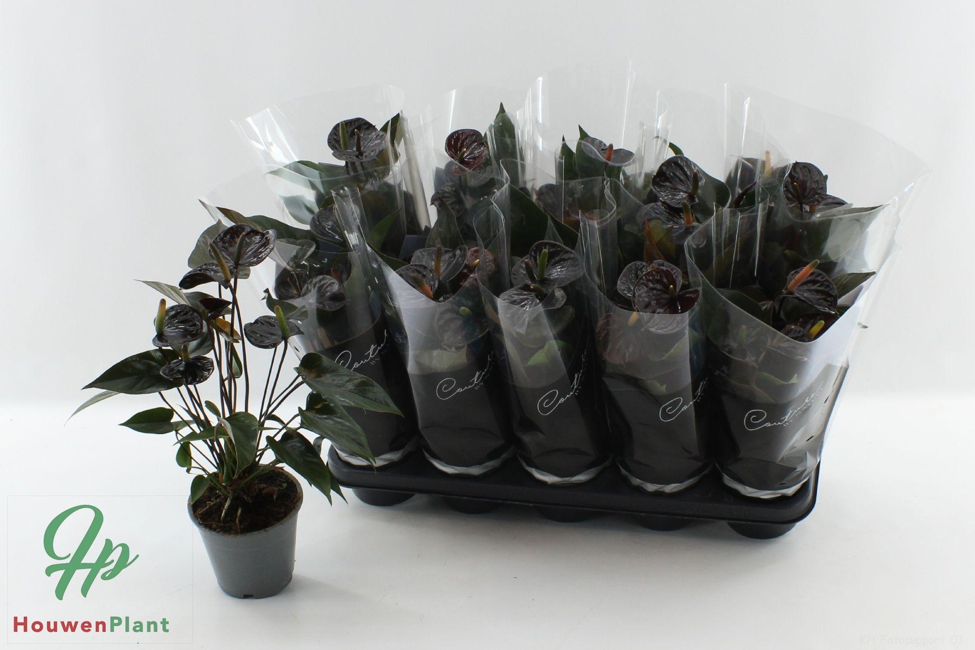 Горшечные цветы и растения оптом Anthu Black Love от 10шт из Голландии с доставкой по России