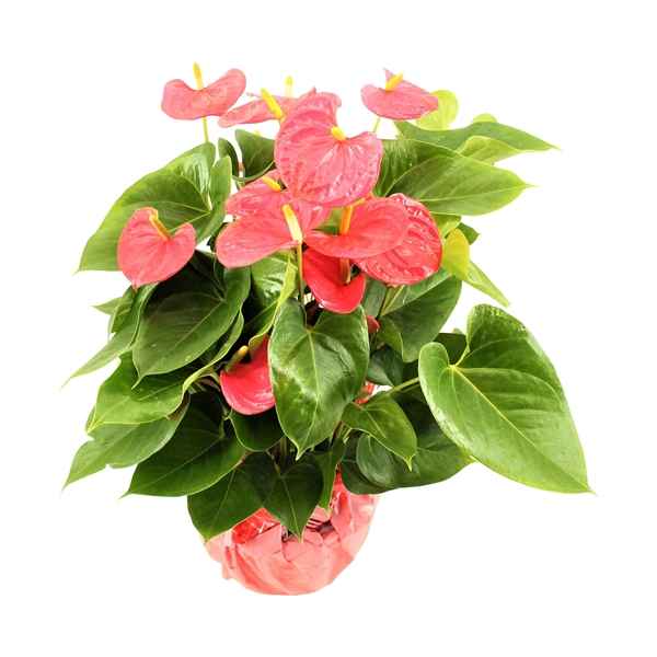 Горшечные цветы и растения оптом Anth An Arisa Pink 8+ Rondello от 4шт из Голландии с доставкой по России