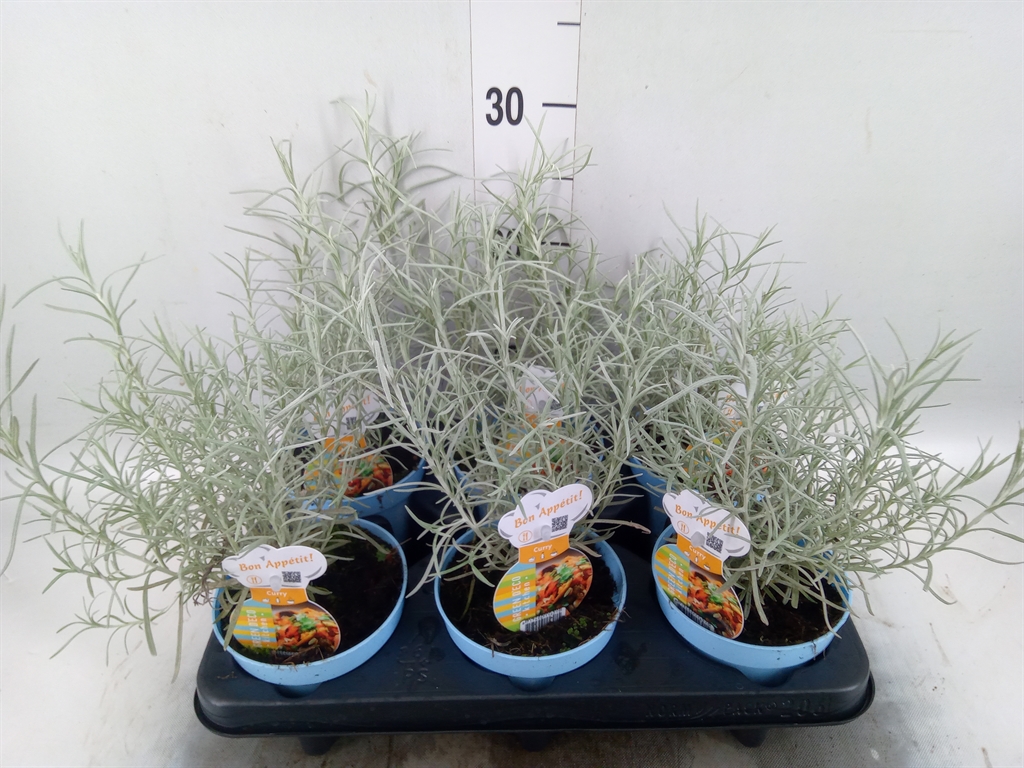 Горшечные цветы и растения оптом Helichrysum Italicum от 6шт из Голландии с доставкой по России