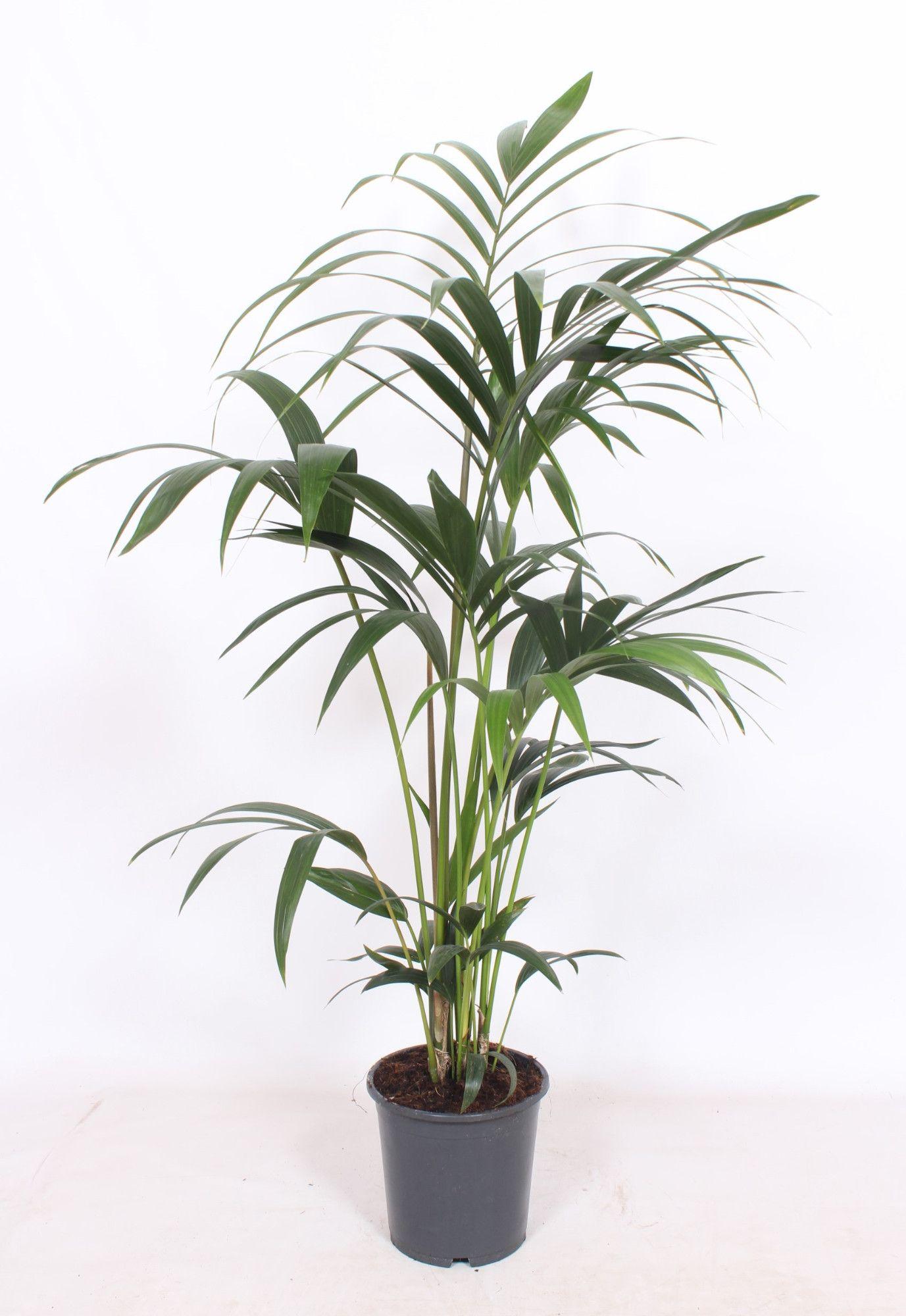 Горшечные цветы и растения оптом Howea Forsteriana 5pp от 1шт' из Голландии с доставкой по России Горшечные цветы и растения оптом Howea Forsteriana 5pp от 1шт' из Голландии с доставкой по России