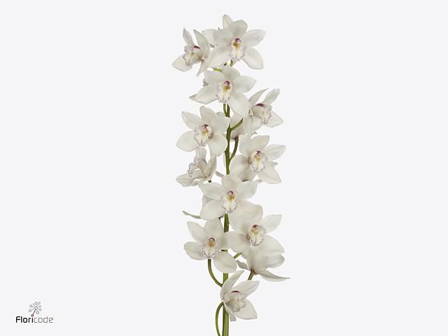 Срезанные цветы оптом Cymbidium white hms white sensation от 8шт. из Голландии с доставкой по России