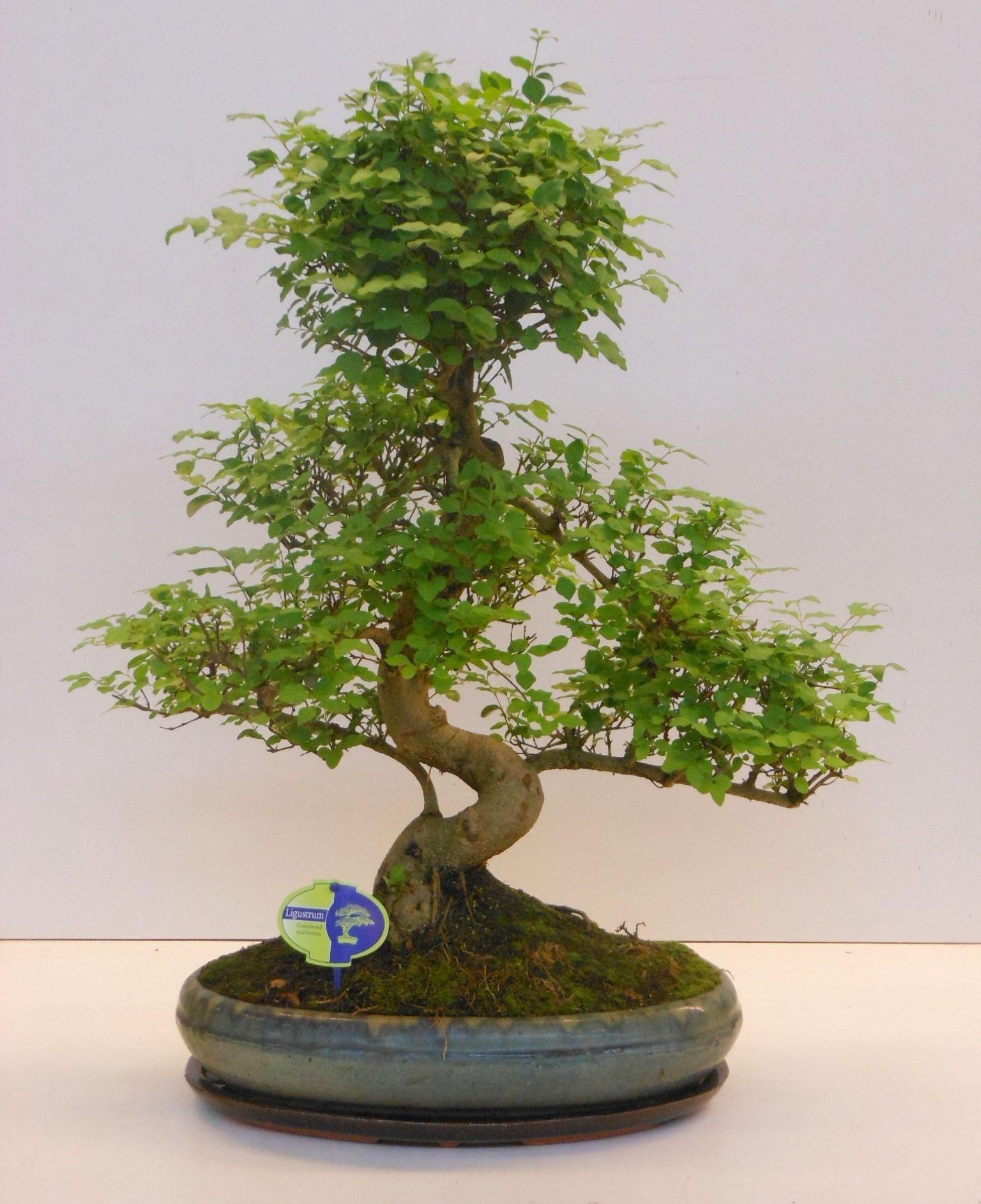 Горшечные цветы и растения оптом Bonsai Ligustrum Sinensis, 39cm., Shape, With Drip от 1шт из Голландии с доставкой по России