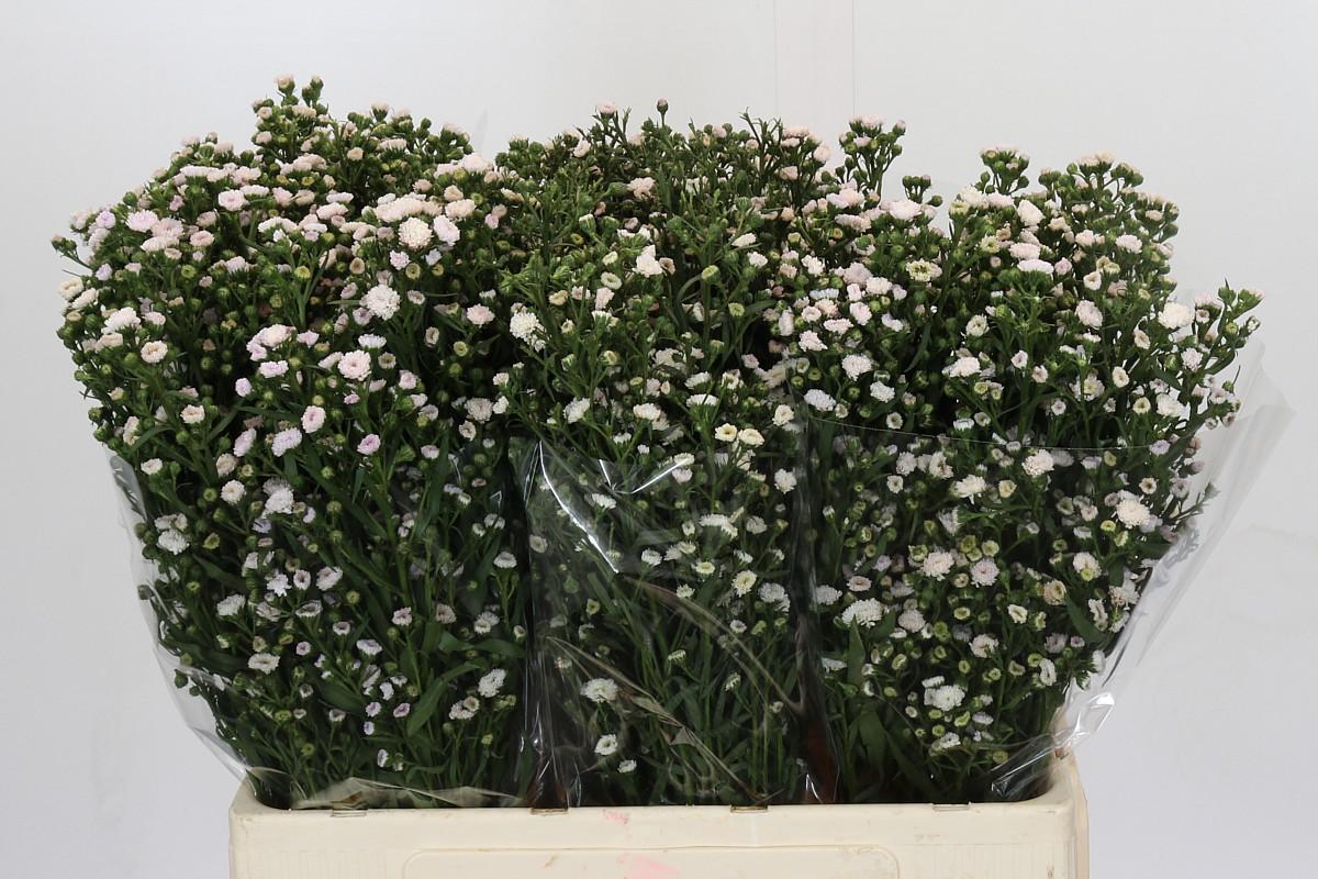 Срезанные цветы оптом Aster white gypsy от 125шт из Голландии с доставкой по России