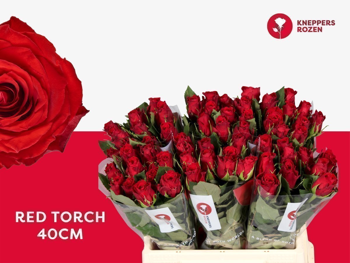 Срезанные цветы оптом Rosa large red torch от 60шт. из Голландии с доставкой по России