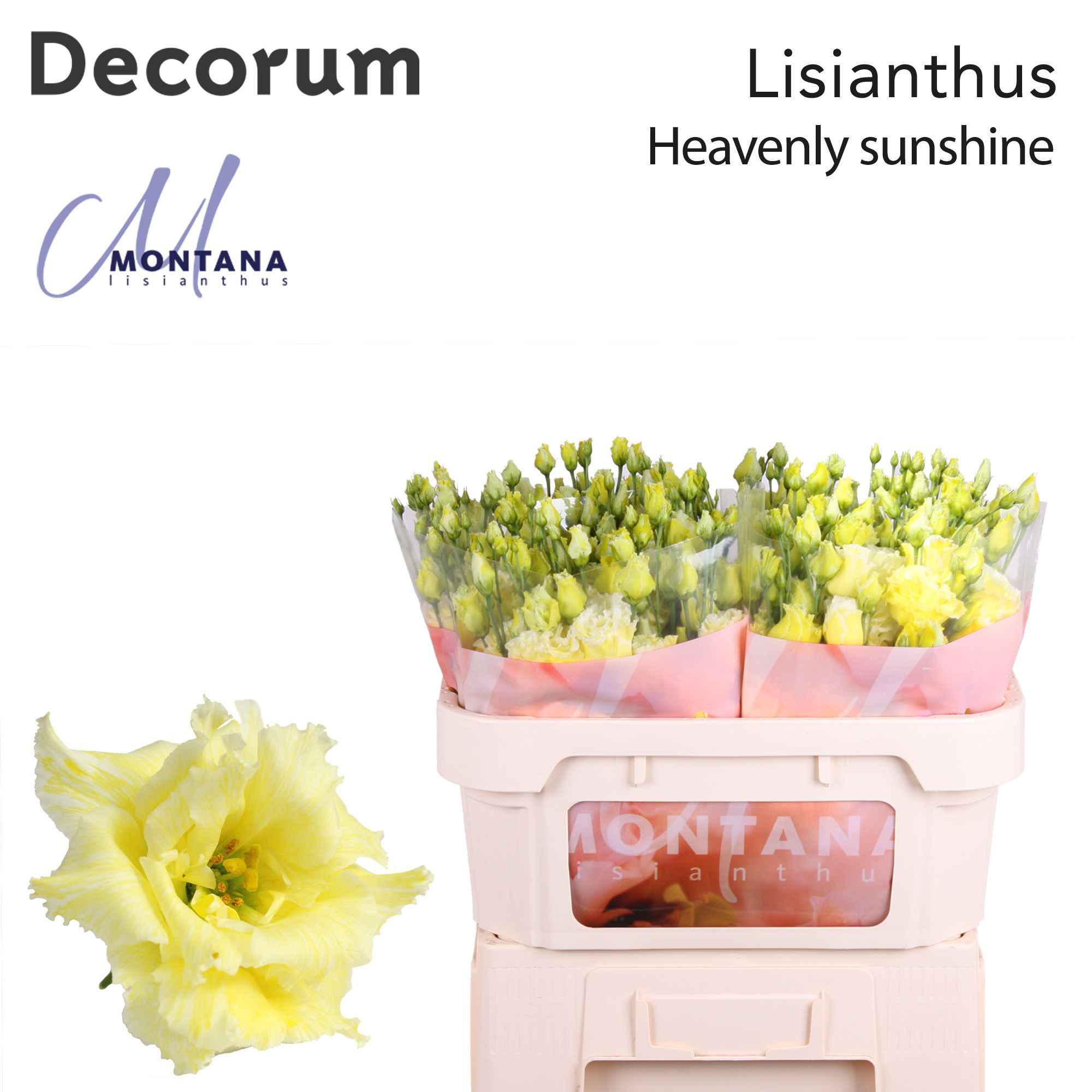 Срезанные цветы оптом Lisianthus do paint heavenly sunshine от 40шт из Голландии с доставкой по России