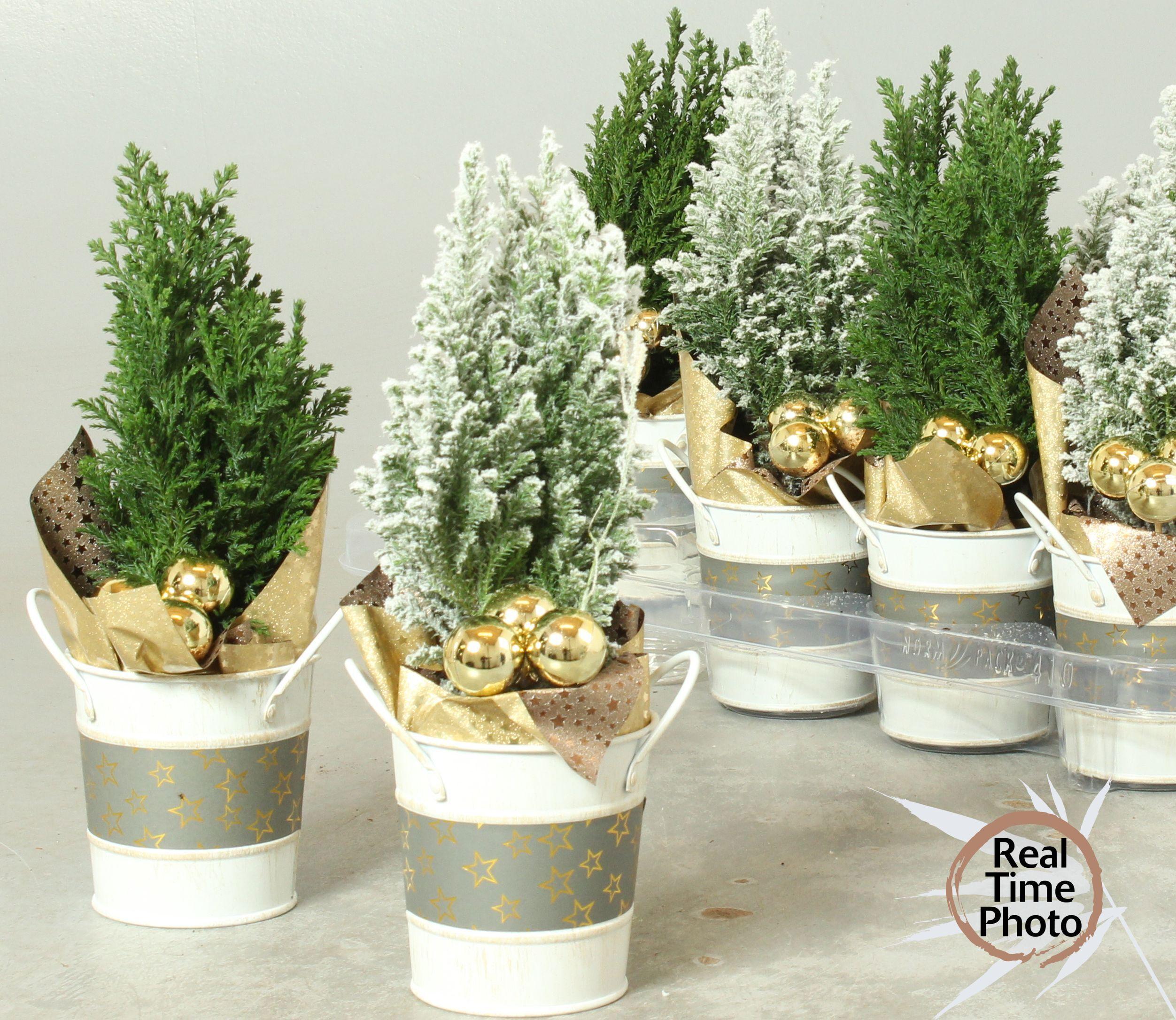 Горшечные цветы и растения оптом Cham L Ellwoodii от 10шт из Голландии с доставкой по России