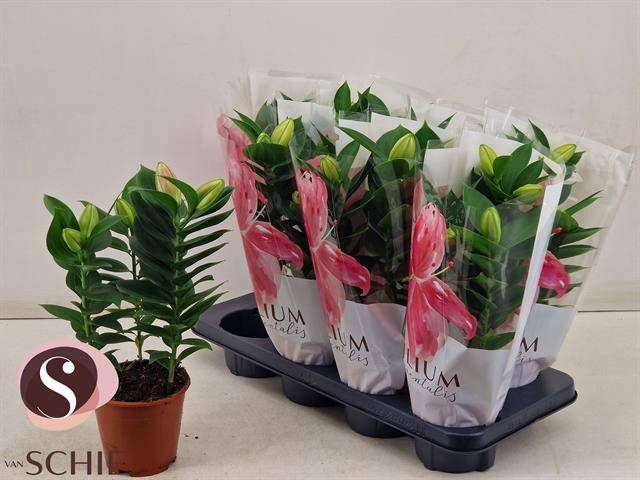 Горшечные цветы и растения оптом Lil Or Souvenir от 8шт из Голландии с доставкой по России