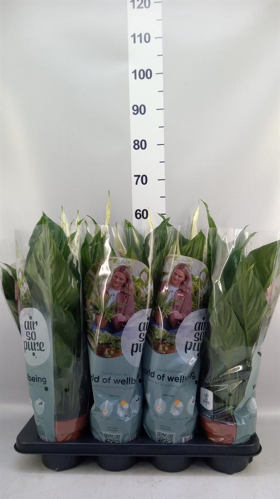 Горшечные цветы и растения оптом Spathiphyllum sweet Ricardo от 8шт из Голландии с доставкой по России