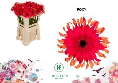 Срезанные цветы оптом Gerbera diamond gerpasta foxy от 40шт из Голландии с доставкой по России