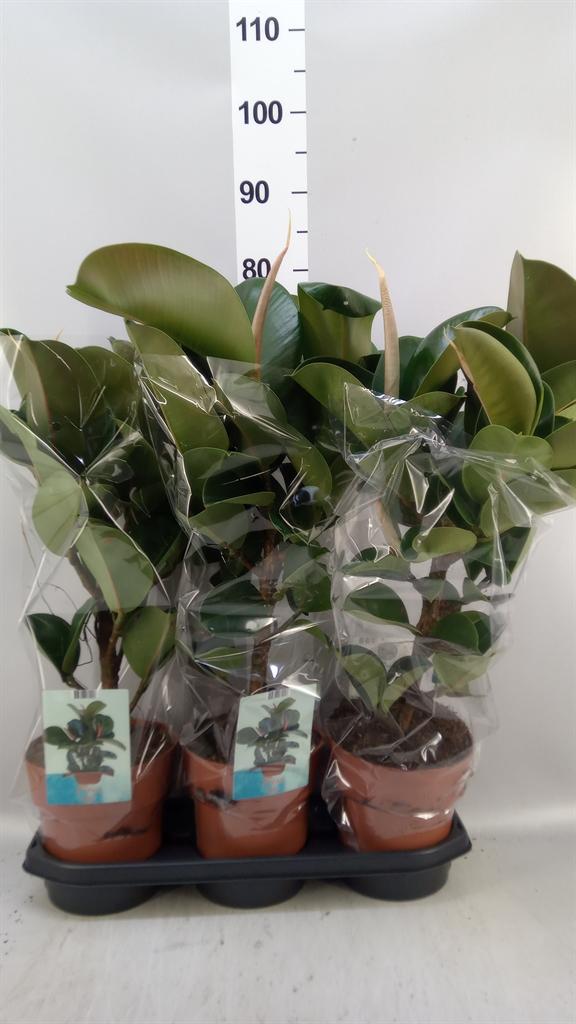 Горшечные цветы и растения оптом Ficus Elastica cloe от 3шт из Голландии с доставкой по России