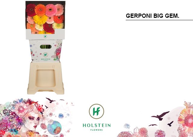 Срезанные цветы оптом Gerbera diamond gerponi big mix in row от 45шт из Голландии с доставкой по России