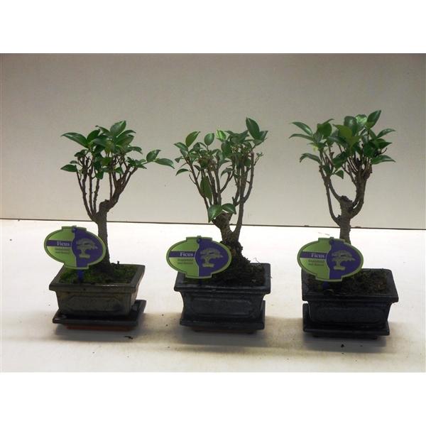 Горшечные цветы и растения оптом Bonsai Ficus Retusa, With Drip Tray от 12шт из Голландии с доставкой по России