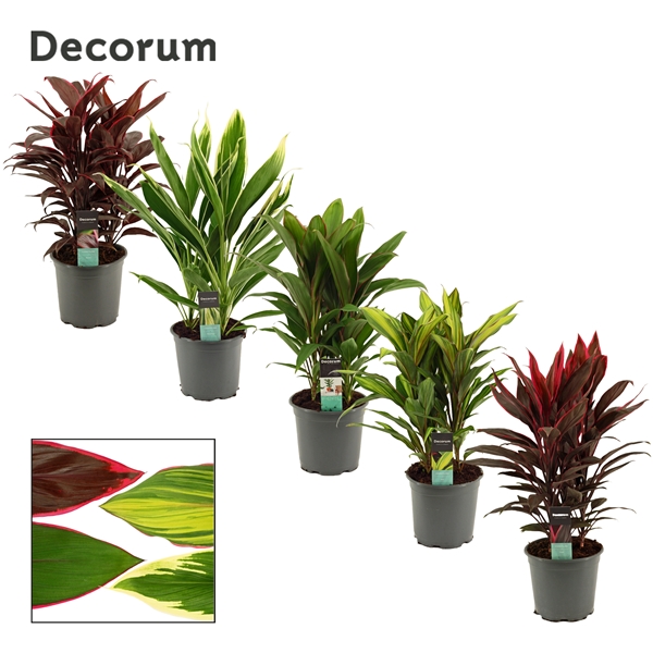 Горшечные цветы и растения оптом Cordyline Mix 3pp (decorum) от 5шт из Голландии с доставкой по России