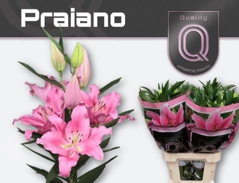 Срезанные цветы оптом Lilium or praiano от 30шт из Голландии с доставкой по России