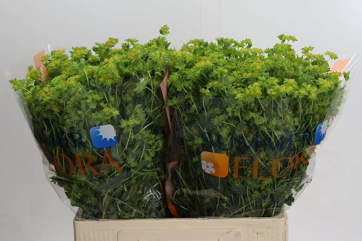 Срезанные цветы оптом Bupleurum griffithii от 100шт. из Голландии с доставкой по России