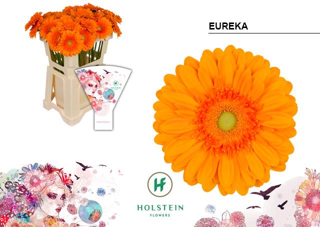 Срезанные цветы оптом Gerbera eureka от 40шт из Голландии с доставкой по России