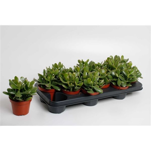 Горшечные цветы и растения оптом Crassula Ovata (decorum) от 9шт из Голландии с доставкой по России