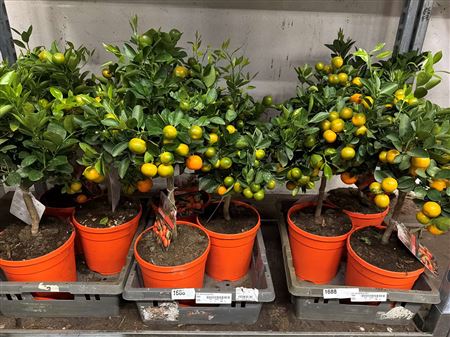Горшечные цветы и растения оптом Citr Microcarpa 20+ от 3шт (для телеги) из Голландии с доставкой по России