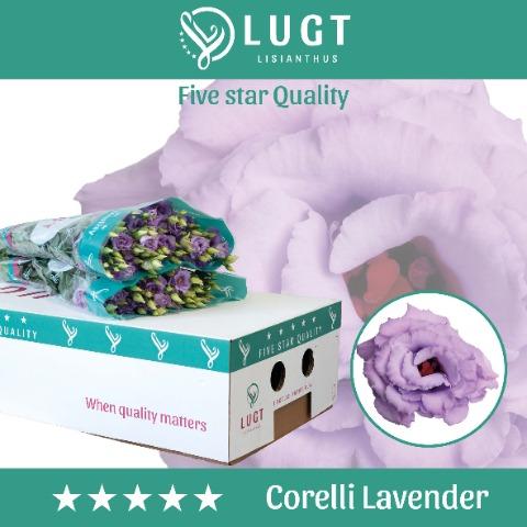 Срезанные цветы оптом Lisianthus do corelli lavender от 60шт. из Голландии с доставкой по России