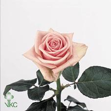 Срезанные цветы оптом Rosa large heaven! от 80шт из Голландии с доставкой по России