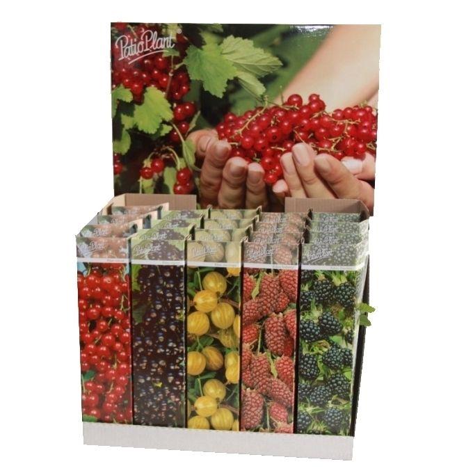 Горшечные цветы и растения оптом Fruit Mix Small (ribes & Rubus) от 20шт (для телеги) из Голландии с доставкой по России