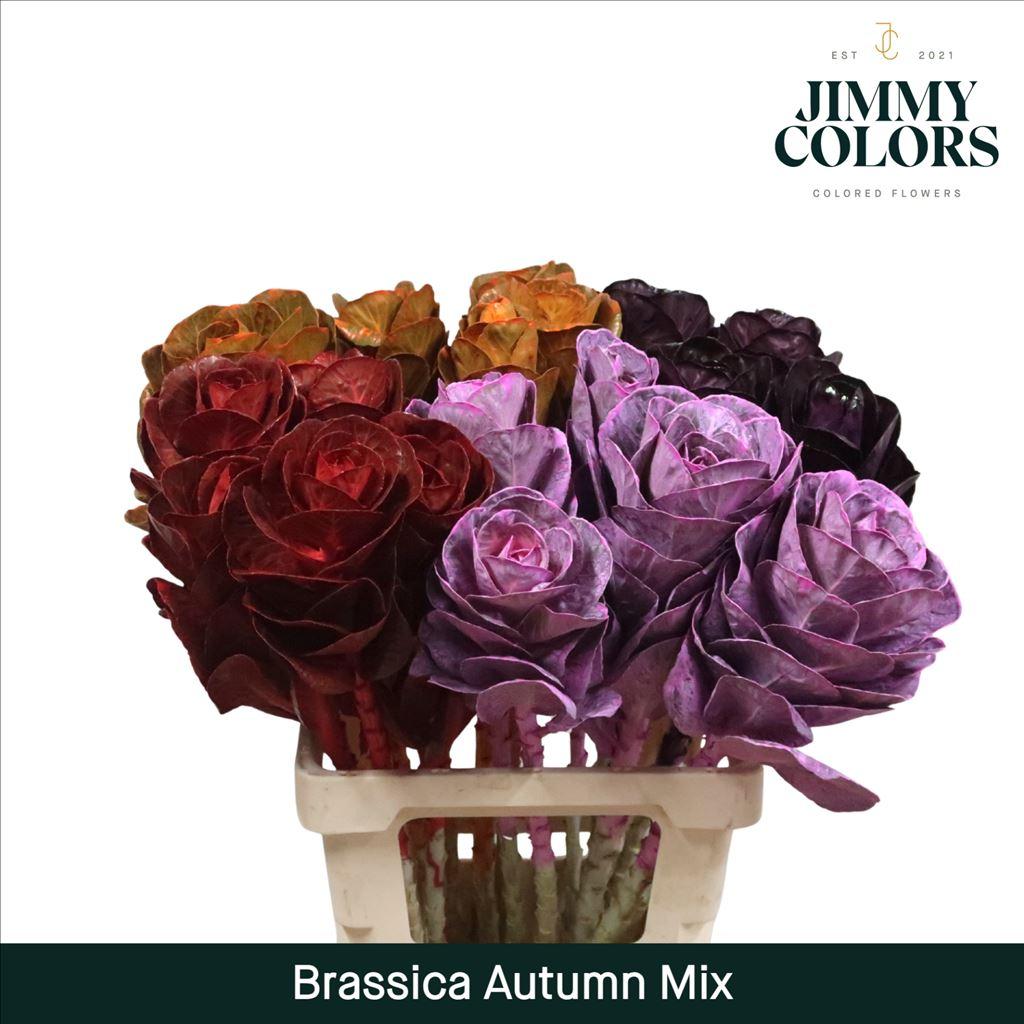 Срезанные цветы оптом Brassica paint mix autumn от 20шт из Голландии с доставкой по России
