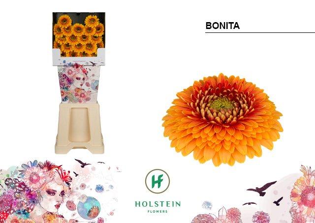 Срезанные цветы оптом Germini diamond gerponi bonita от 80шт из Голландии с доставкой по России