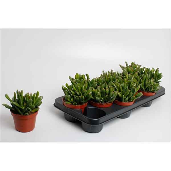 Горшечные цветы и растения оптом Crassula Ovata Gollum (decorum) от 9шт из Голландии с доставкой по России