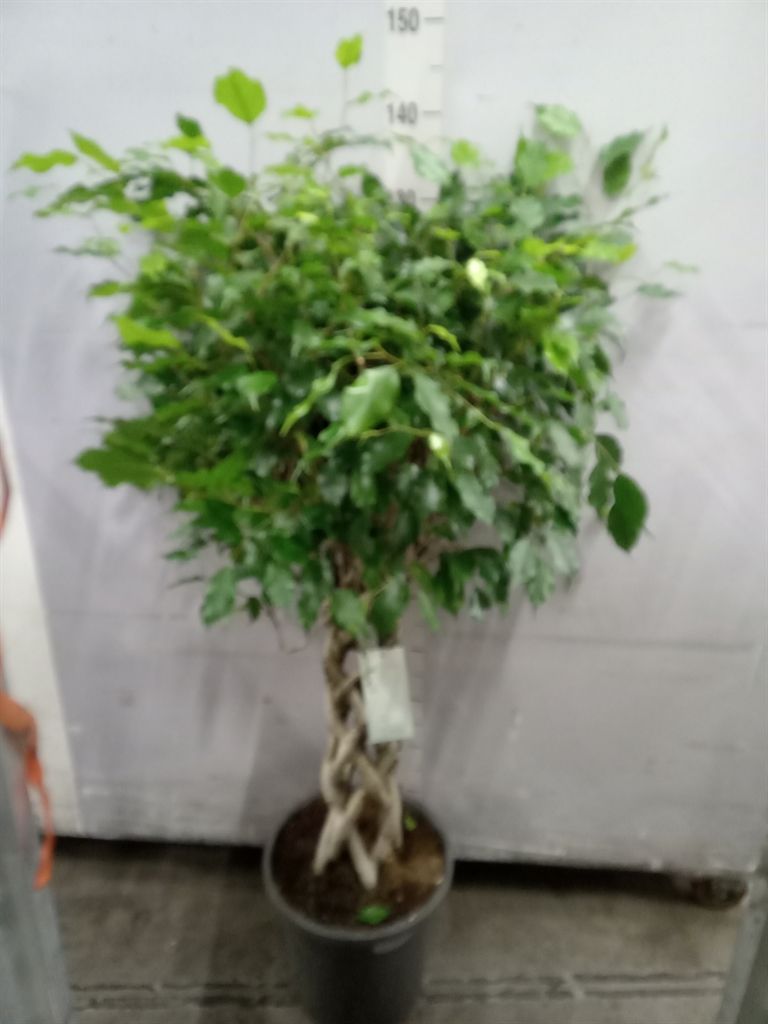 Горшечные цветы и растения оптом Ficus Benja.   ...special Shapes от 1шт из Голландии с доставкой по России