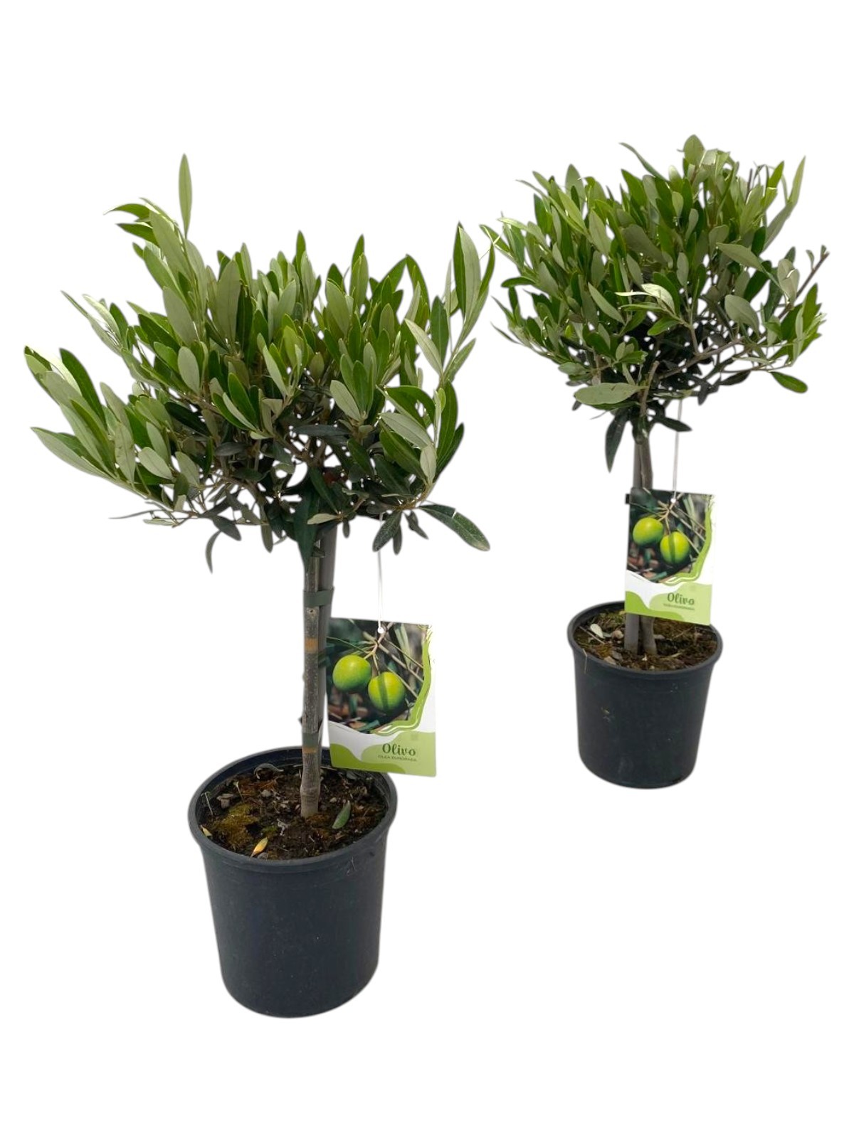 Горшечные цветы и растения оптом Olea Europaea On Stem от 6шт из Голландии с доставкой по России