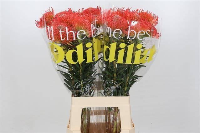 Срезанные цветы оптом Nutans succession от 20шт из Голландии с доставкой по России Срезанные цветы оптом Nutans succession от 20шт из Голландии с доставкой по России