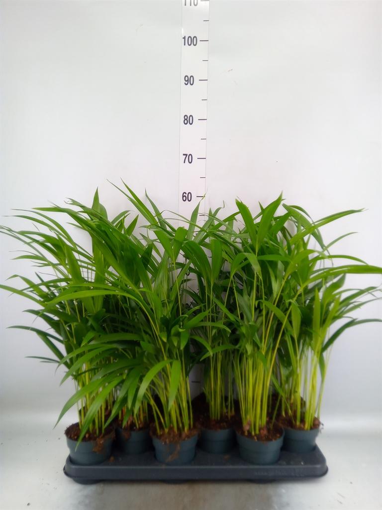 Горшечные цветы и растения оптом Dypsis Lutescens   ...chrysalidoca от 12шт из Голландии с доставкой по России