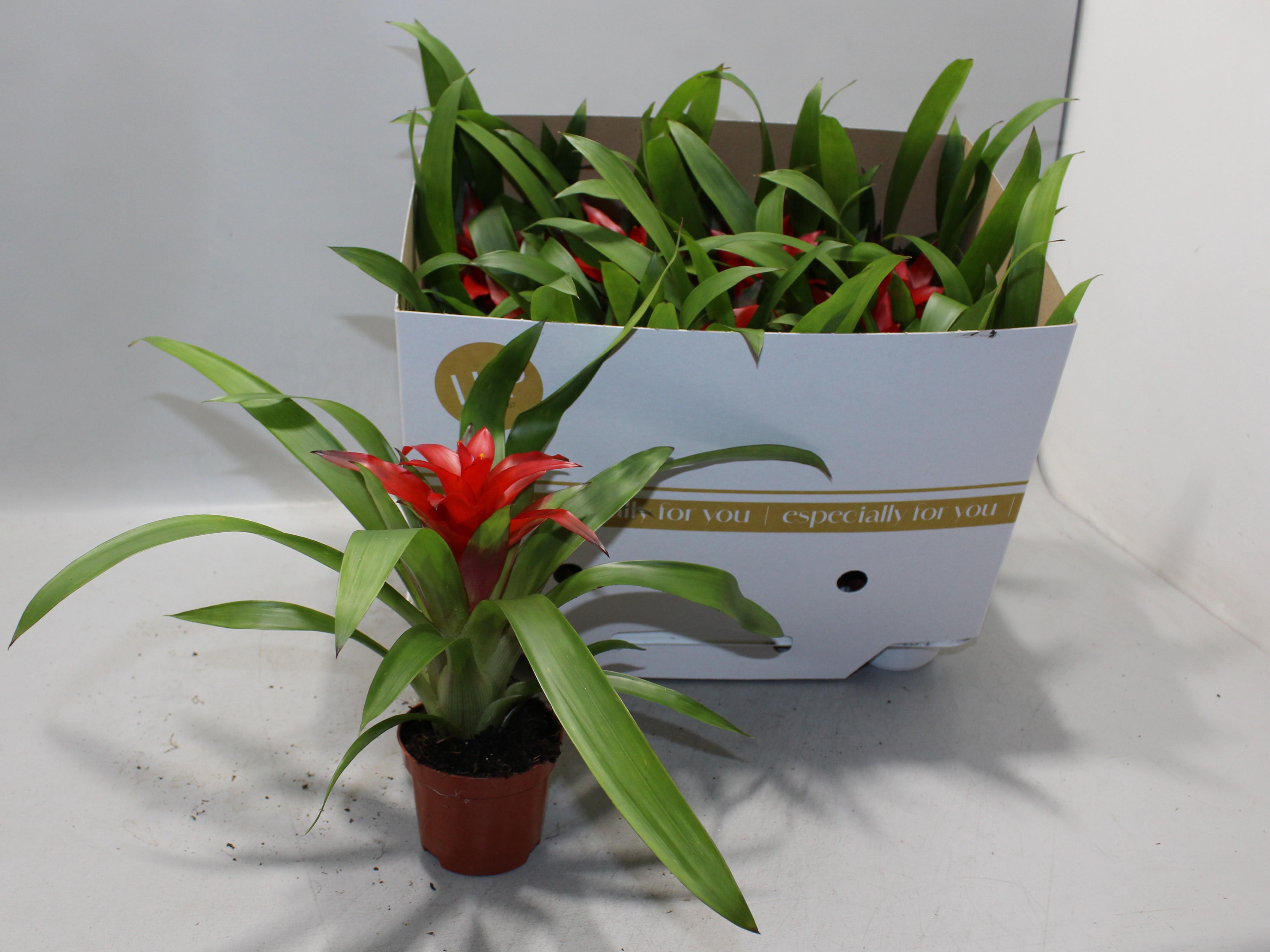 Горшечные цветы и растения оптом Guzm Blitz от 11шт (для телеги) из Голландии с доставкой по России