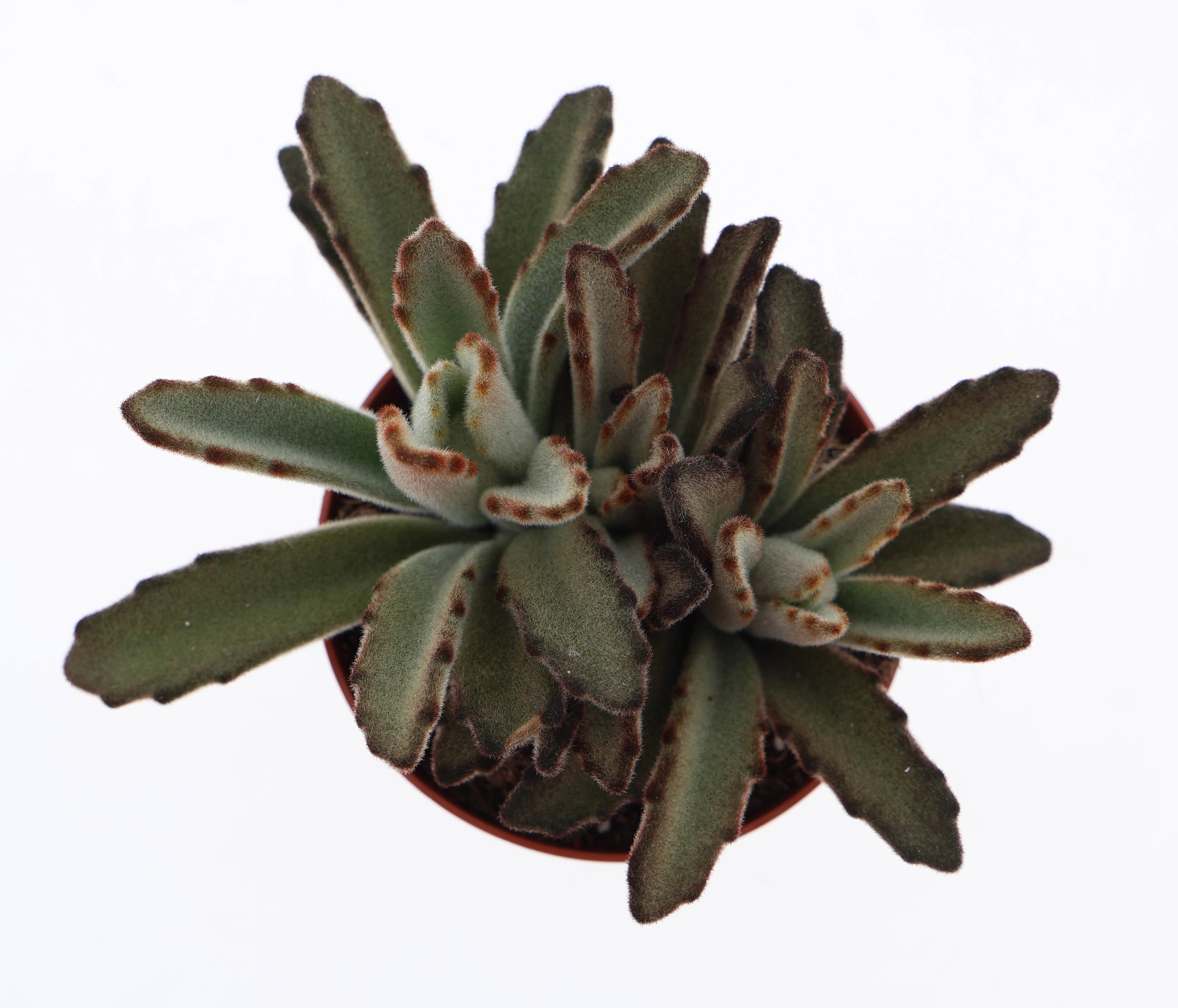 Горшечные цветы и растения оптом Kalanchoe Tomentosa Aida от 12шт (для телеги) из Голландии с доставкой по России