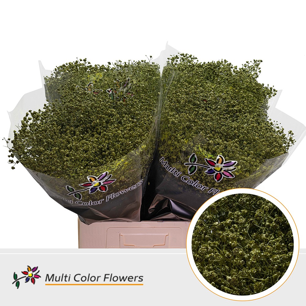 Срезанные цветы оптом Gyps large paint olive от 100шт из Голландии с доставкой по России