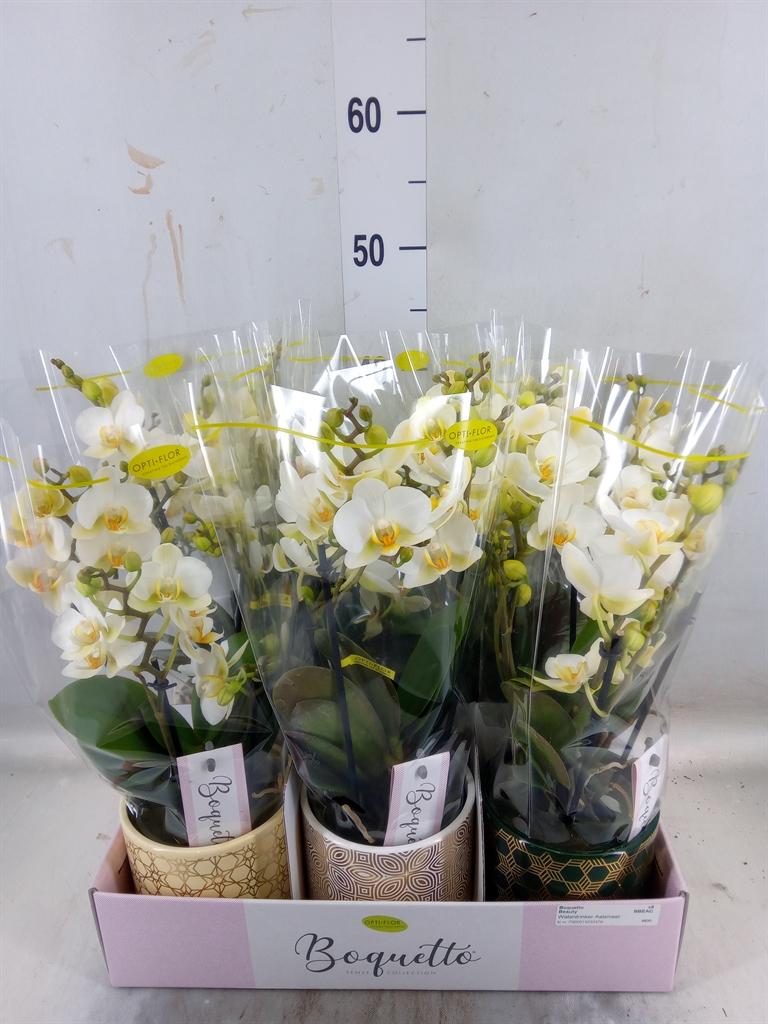 Горшечные цветы и растения оптом Phalaenopsis Multi.   ...white от 6шт из Голландии с доставкой по России