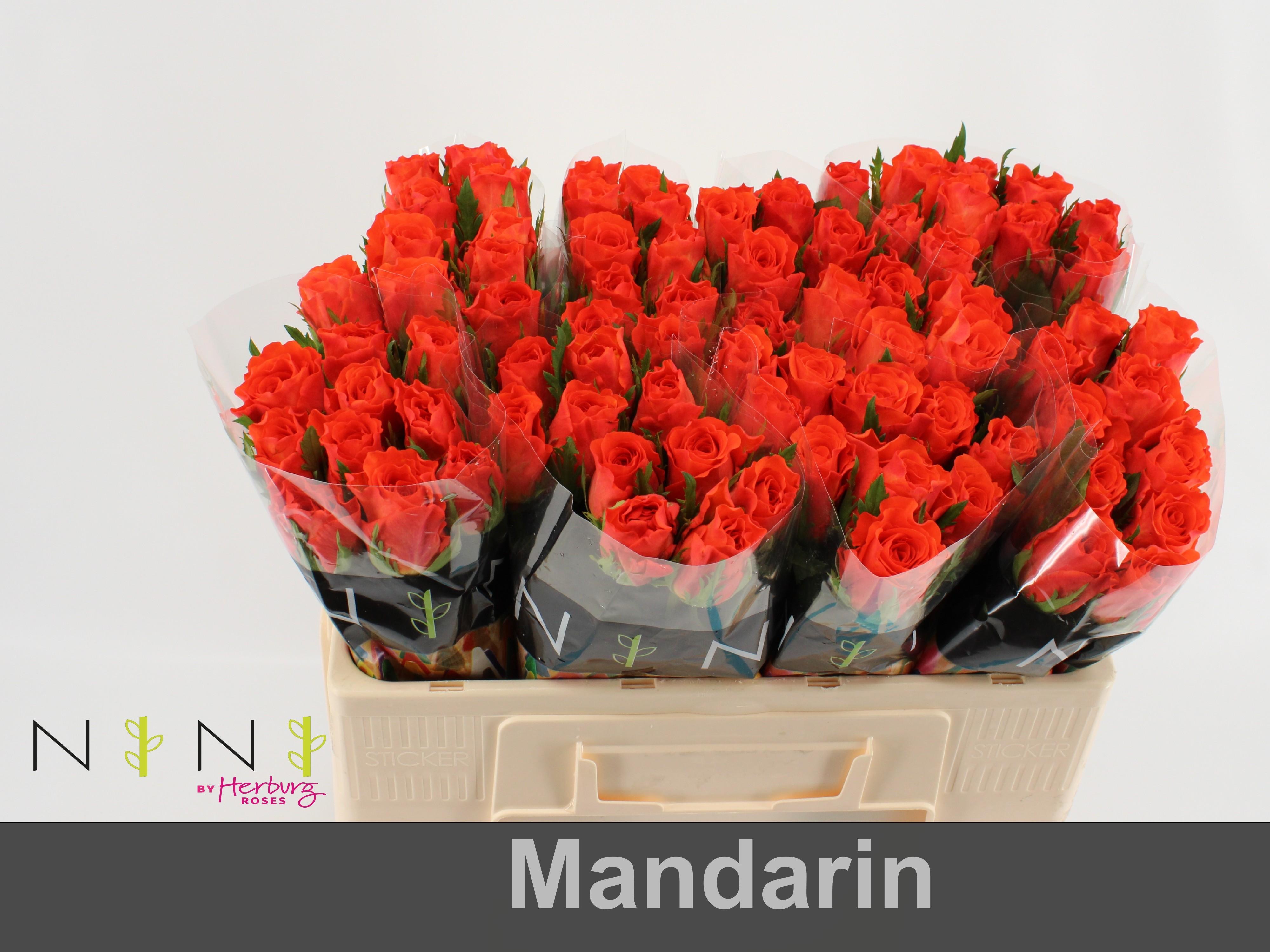 Срезанные цветы оптом Rosa large mandarin от 80шт из Голландии с доставкой по России