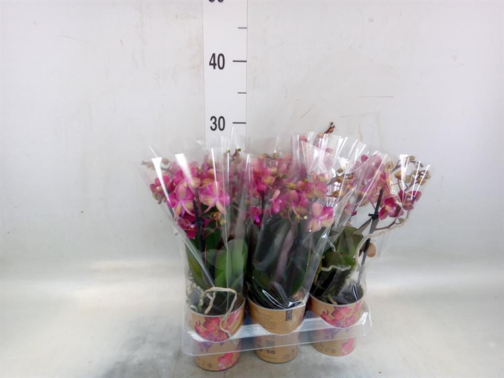 Горшечные цветы и растения оптом Phalaenopsis Multi.   ...red от 6шт (для телеги) из Голландии с доставкой по России